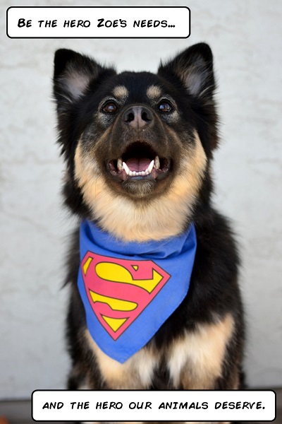 SuperDog2_small