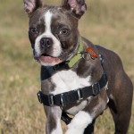 The front leash clip also has a martingale.