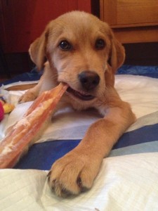 David Beckham is back to eating treats like a puppy should! He is living parvo-free in his new foster home. 