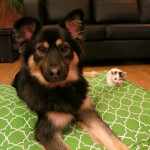 Hannah shares her Molly Mutt bed with a foster kitten.