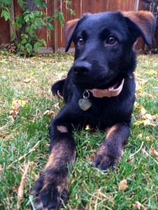 Serena Williams is stunning. She is enjoying life parvo-free at her new foster home.