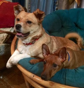 Adoptable Christy May (left) has only recently begun her life as as indoor dog, but she's willing to try new things!