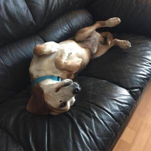 Grampa Jack, one of our adoptables, knows how to relax.