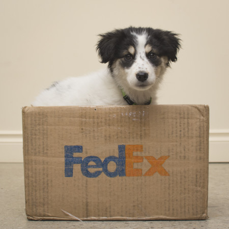 FedEx, the honorarily-named pup!