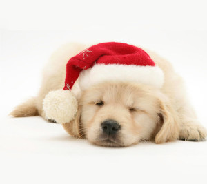 Cute-Christmas-Dog-Wallpaper-4