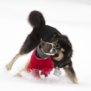 Franklin dons a red Muttluks snowsuit for a romp with his fuzzier sibling