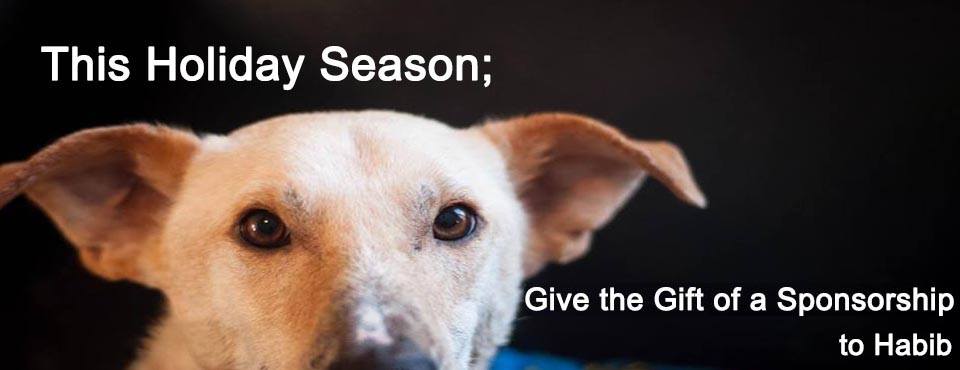 Dog Rescue Edmonton Adopt Dog Rescue Edmonton Adopt