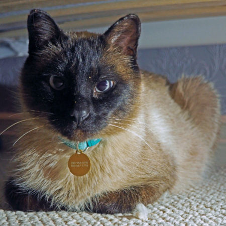 Global pet foods heritage sale