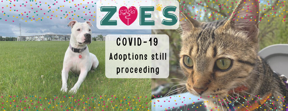 COVID-19 Adoptions still proceeding