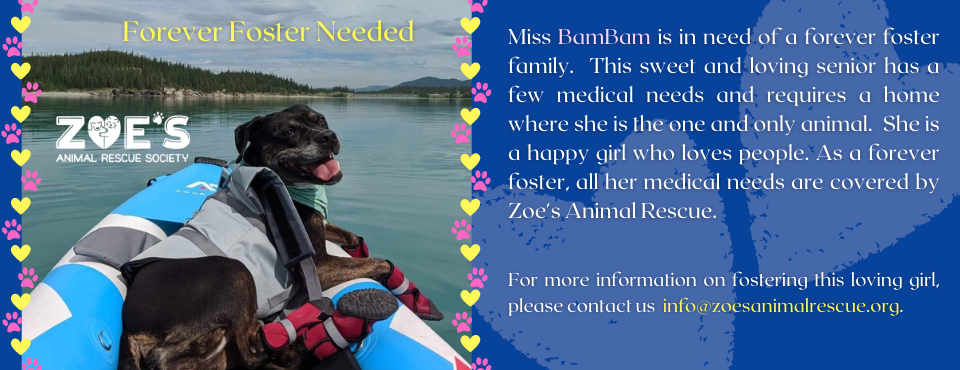 Zoe's Animal Rescue – Adopt a Dog or Cat in Edmonton, Alberta Zoe's Animal Rescue – Adopt a Dog or Cat in Edmonton, Alberta