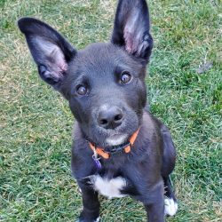 Adopt