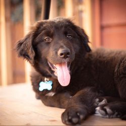 Adopt