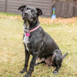 Adoptable Dogs Adoptable Dogs