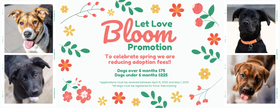 let-love-bloom