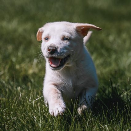 Donate a Neuter for 1 Dog